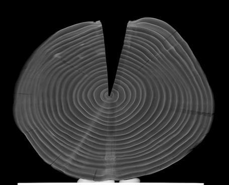 Resistografo e Pilodyn Stress Wave timer