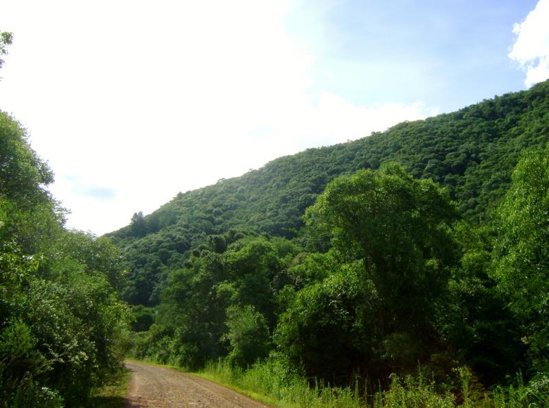 Floresta Estacional Semidecidual; Floresta Estacional Decidual, bem como os manguezais, as vegetações de restingas, campos de altitude, brejos interioranos e encraves florestais do Nordeste.