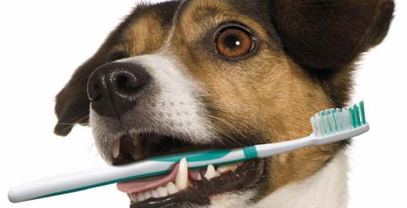 ODONTOLOGIA VETERINÁRIA UVV-ES é a única instituição do estado a oferecer o serviço A Odontologia Veterinária é uma área especializada da Medicina Veterinária que busca cuidar da cavidade oral dos