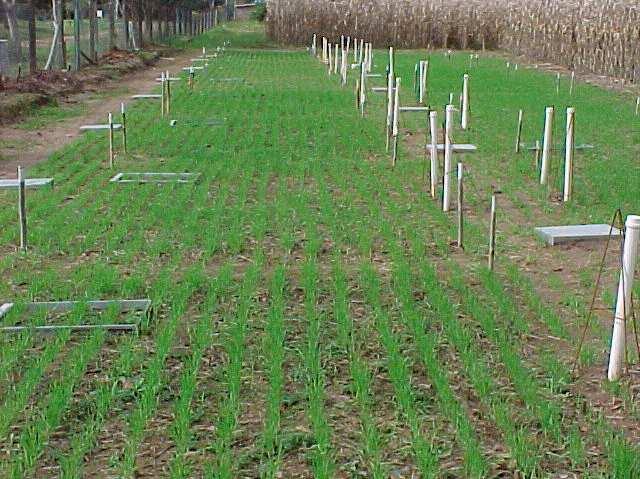 Dejeto líquido de suínos aplicado antes de cada cultivo,