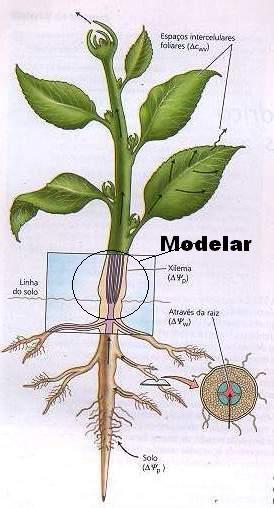 Capítulo VI Funcionamento do Sistema e Estudo de Caso energéticas. Assim, o denominador comum de todos os aspectos da fisiologia da planta é o trabalho e a energia (PORTAL BIOLOGIA, 20