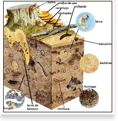 Biomassa Microbiana do