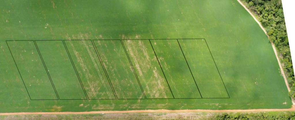 Nematoides 60 m Imagem aérea de experimento On Farm de manejo de P.