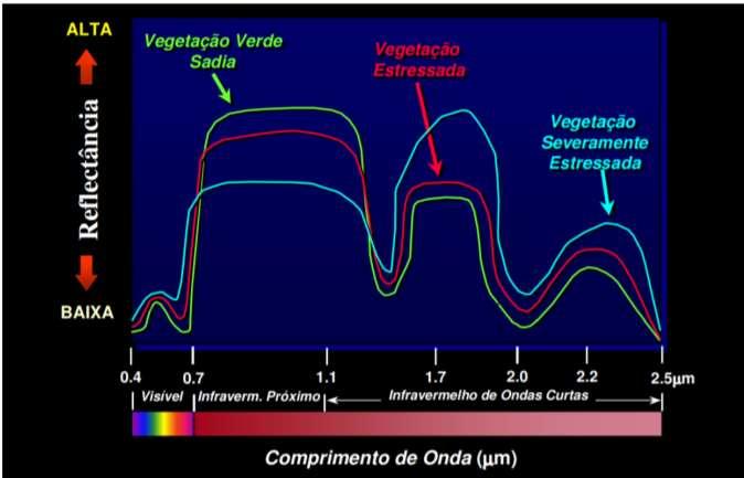 Assinatura espectral da vegetação FONTE: Prof. Dr.