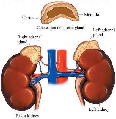 jpg Zona Glomerulosa: Mineralocorticóides (Aldosterona) Zona Fasciculada: Glicocorticóides (Cortisol) Zona Reticular: Hormônios (Androgênios) Zona Medular: Catecolaminas www.uff.br/.