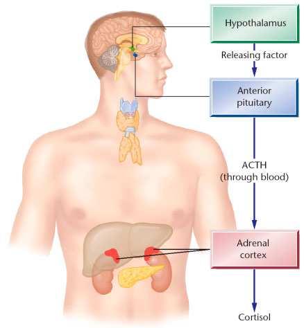 jpg Derivadas do aa TIROSINA Glicose Tabela 26 - Causas de alterações da glicemia Alterações: Estado nutricional Níveis endógenos de insulina e glucagon e envenenamentos