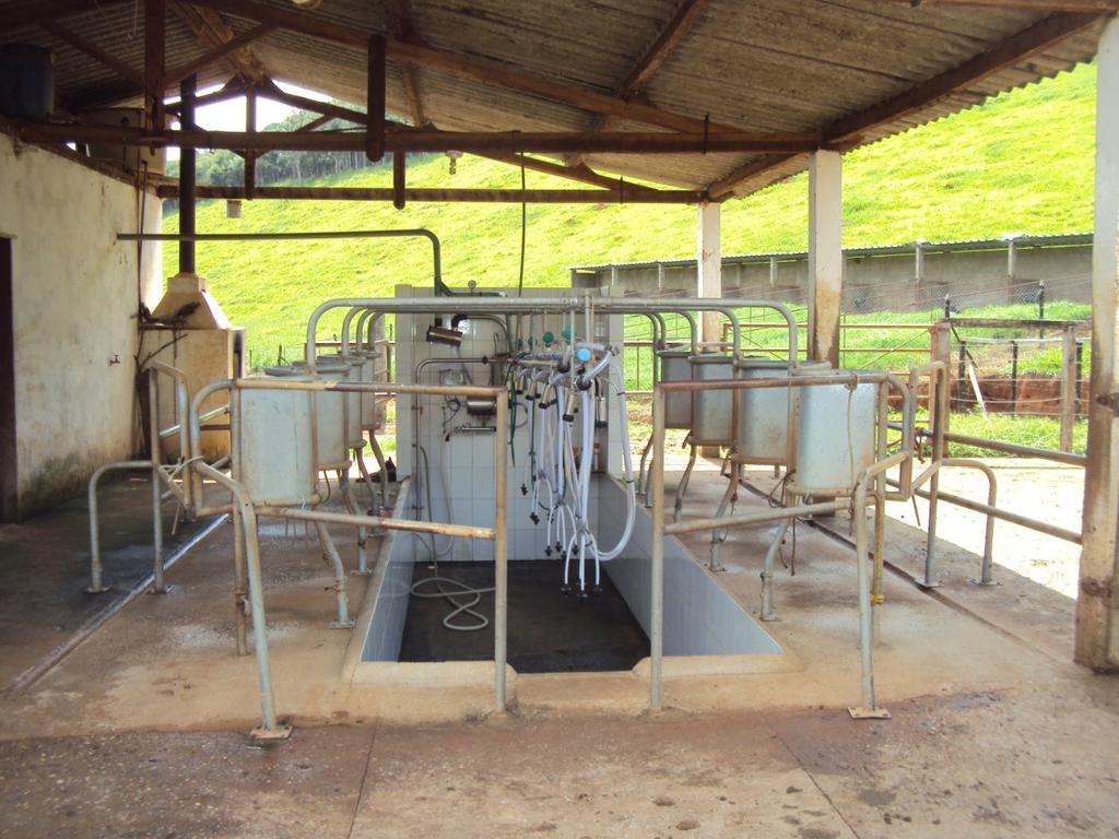 As vacas em lactação são confinadas em um free stall que o produtor mesmo criou, sendo também bastante funcional.