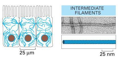 edu/~kroberts/lecture/chapter%203/03-29a_cytoskelfilament_l.jpg>. Acesso em: 12 mar.