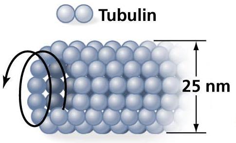Microtúbulos Proteína globular tubulina Tem capacidade de polimerização e despolimerização