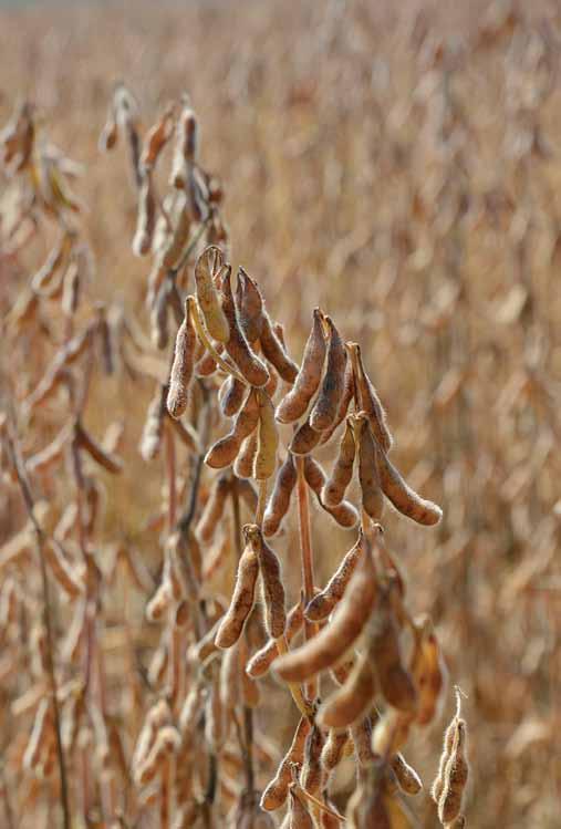 Foto: cláudio Nonaca minas gerais goiás são paulo Estão sendo feitas as extensões para outras regiões de adaptação edafoclimáticas (RECs).