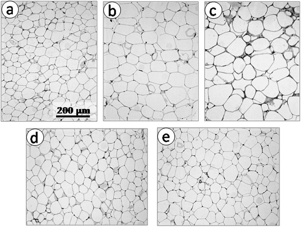 C. Fernandes-Santos et al. / Nutrition 25 (2009) 818 827 823 Table 3 Heart, fat pad mass and adipocyte size* Parameter SC HFHS HFHS-Ro HFHS-Fe HFHS-Bz HM:TL ratio 0.07 0.003 0.08 0.004 0.10 0.005 0.