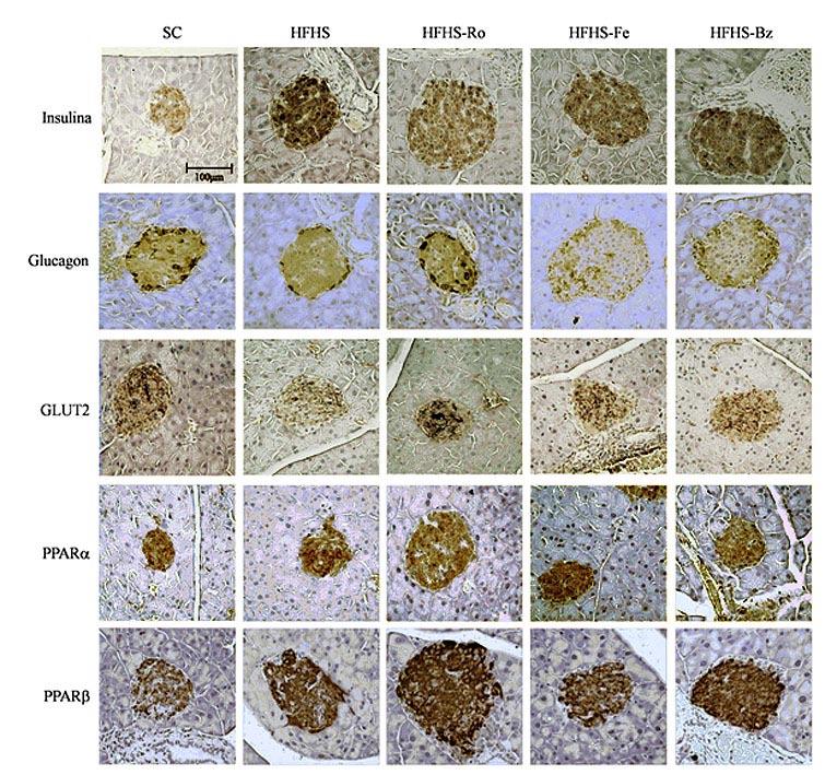 Figura 17. Fotomicrografias de ilhotas pancreáticas imunocoradas com diferentes anticorpos. Cada coluna representa um grupo de estudo, e cada linha um anticorpo.