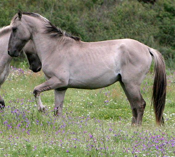 A clássica hipótese da origem do cavalo doméstico (2n=64) na linhagem do cavalo selvagem de Prezwalskii (2n=66) foi também contrariada por estudos de mtdna que colocam o cavalo de