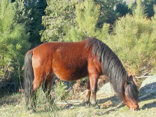 2 Cavalo selvagem de Prezwalskii descoberto em 1870 nas estepes da Mongóia (Nigel Bean, sd).