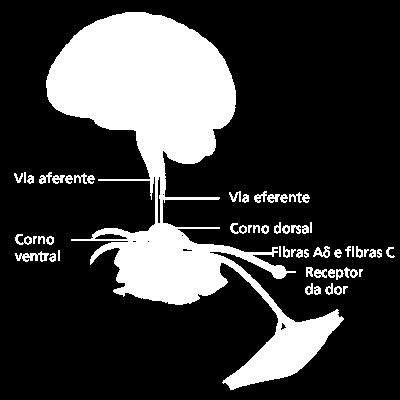 TRANSMISSÃO E PROCESSAMENTO NA MEDULA ESPINHAL As fibras A e C, que conduzem o estímulo nóxico, chegam à raiz dorsal da medula espinhal.