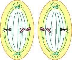 Meiose II A meiose II é