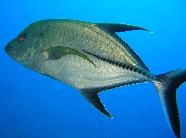 estendendo-se até a linha mediana da órbita ocular (LESSA e NÓBREGA, 2000) (FIGURA 2). Figura 2: Exemplar de Caranx lugubris. Fonte: www.reefguide.