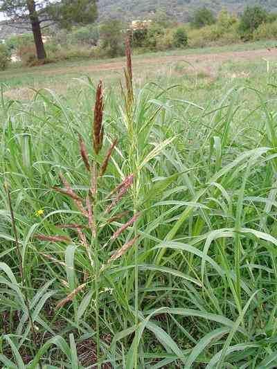 1) Família Poaceae Perene/