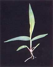 Perene/ Reprodução por órgãos de propagação vegetativa ou sementes em alguns casos Capim