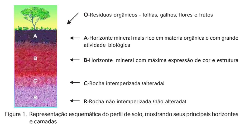 Perfil do solo: Horizontes e Nomenclatura Perfil: corresponde a uma seção vertical que