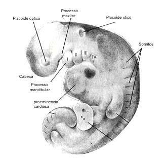 14 Figura 1 Esquema ilustrativo do embrião. Notar arcos branquiais e placóide ótico.
