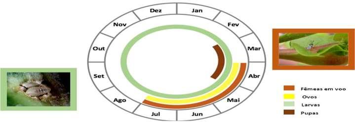 e alguns países europeus como Itália (Quacchia et al., 2008), França (Borowiec et al., 2014), Hungria (Szabó et al., 2014) e Croácia (Matošević et al., 2014). Os adultos de T.