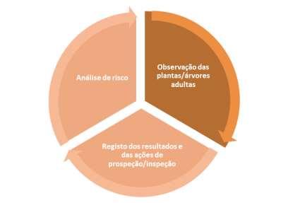 4.1.1.Prospeção A prospeção/inspeção realiza-se a nível nacional e vai centrar-se em: soutos, castinçais e árvores dispersas; e material vegetal de reprodução.