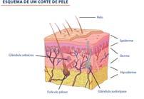 mucosa nas aberturas