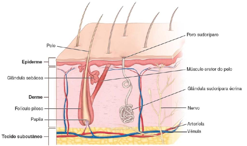 PELE PELE EPIDERME A epiderme é a camada mais externa de células epiteliais estratificadas, composta predominantemente de queratinócitos.