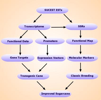 FAPESP: SUCEST Program Started 1999 Molecular Biology