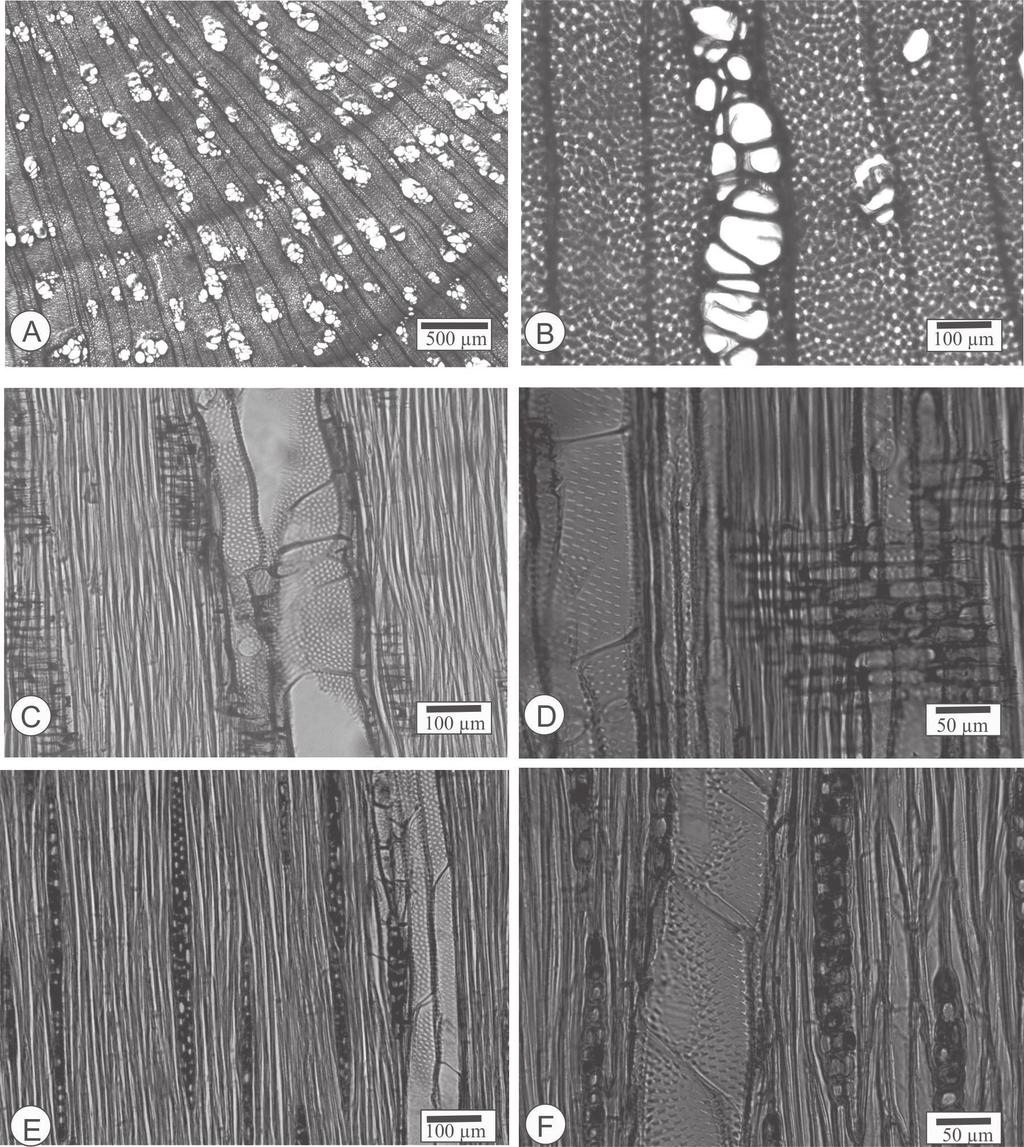 Figura 1 Fotomicrografias do lenho de Mimosa barnebiana. A Porosidade difusa, poros em múltiplos racemiformes, poucos solitários; anel de crescimento distinto (seção transversal).
