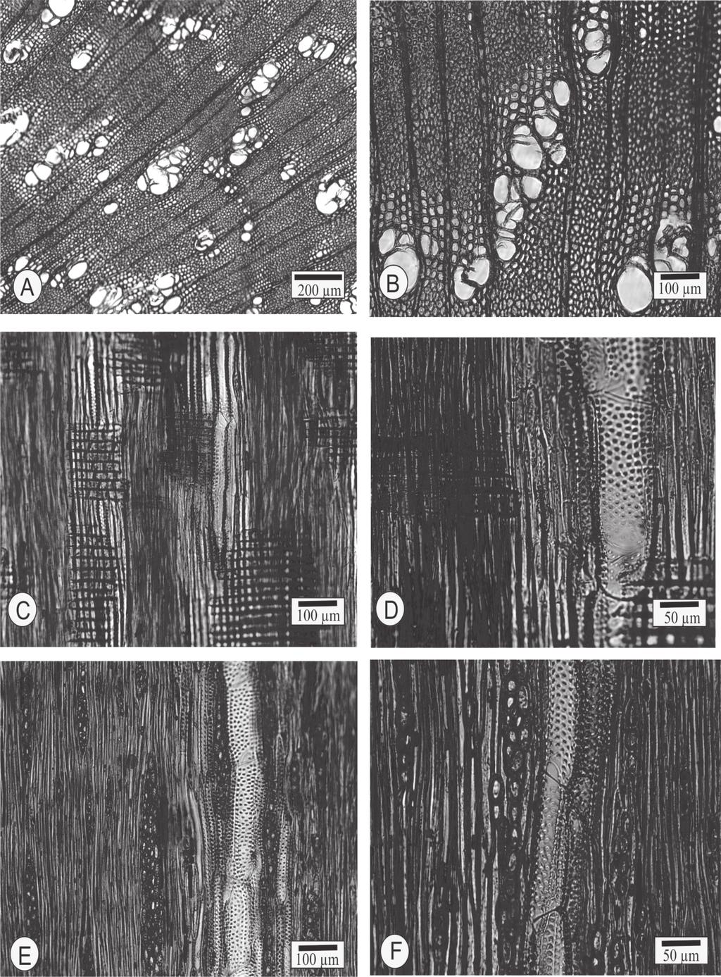 Figura 2 Fotomicrografias do lenho de Mimosa bifurca. A Porosidade difusa, poros em arranjo tendente a dendrítico, com poucos solitários; anel de crescimento distinto (seção transversal).