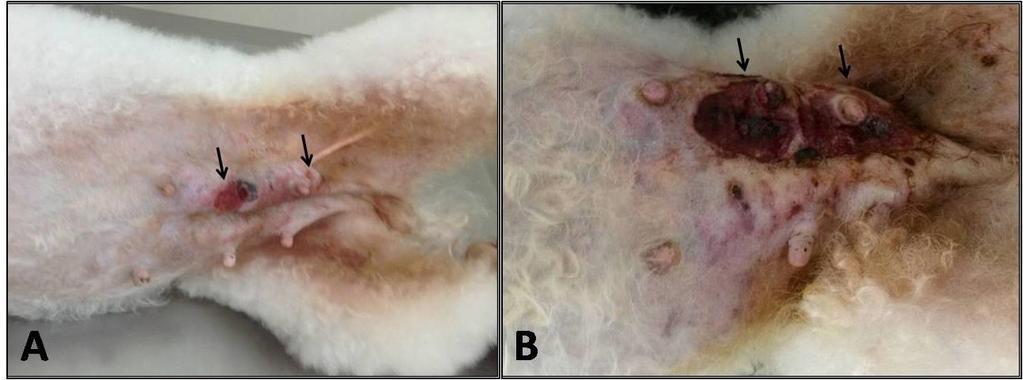 38 Como a paciente era idosa, a lesão estava visivelmente inflamada e possuía aspecto avançado, e havia presença de metástases pulmonares, a realização de mastectomia seria arriscada naquele momento.