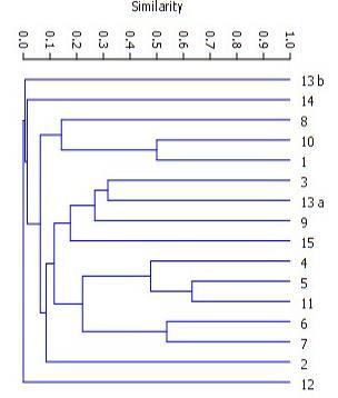 Figura 10 Dendograma de similaridade (Índice de Sorensen) em quinze trechos de coleta de peixes na área de influência da Usina Hidrelétrica Colíder, no mês de dezembro /2014.