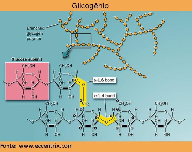 POLISSACARÍDEOS (GLICANOS) Glicogênio -reserva animal -mais abundante nos músculos e
