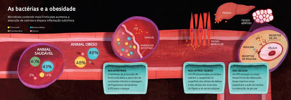 Outros tipos de moléculas derivadas de POLISSACARÍDEOS Parede celular de bactérias
