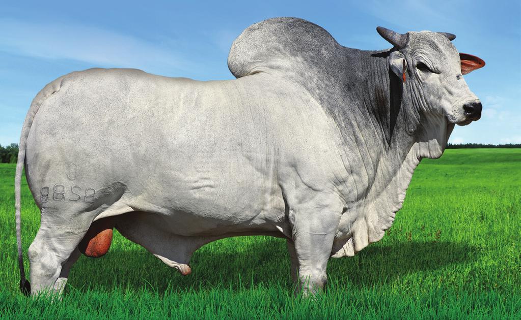 NOTAS BASTÃO MARCADOR DE CIO A CRV Lagoa oferece aos seus clientes o All-Weather Paintstik, bastão marcador de cauda que pode reconhecer quase 90% das vacas em pleno cio.