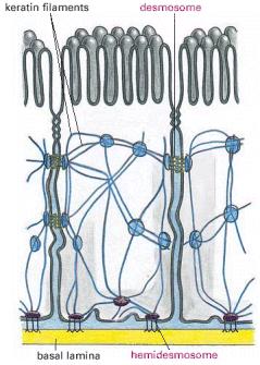 Hemidesmossomas ligam o citosqueleto a proteínas matriciais