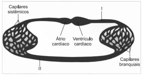 QUESTÃO 5 (Fuvest Adaptada) O esquema a seguir representa o sistema circulatório de um grupo animal. ASSINALE a alternativa que contempla as informações corretas sobre ele.