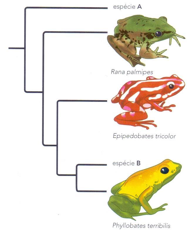 têm por base compostos químicos chamados alcaloides. Os alcaloides obtidos a partir dessas espécies vêm sendo utilizados em pesquisas biomédicas, por causa de suas propriedades farmacológicas.