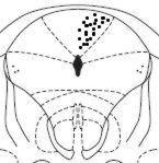 Bregma -6,36 Fig.