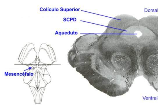 Introdução 20 mesencéfalo e, a parte mais caudal, chega da abertura do aqueduto cerebral à cavidade do IV ventrículo, no limite caudal dos corpos quadrigêmeos. Fig.
