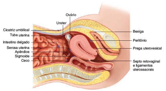 NATHALY ANDRADE GOMES, KARLA ALVES Figura 2 - Possíveis localizações de endometriose no abdome e na pelve. Fonte: HOFFMAN, 2014.