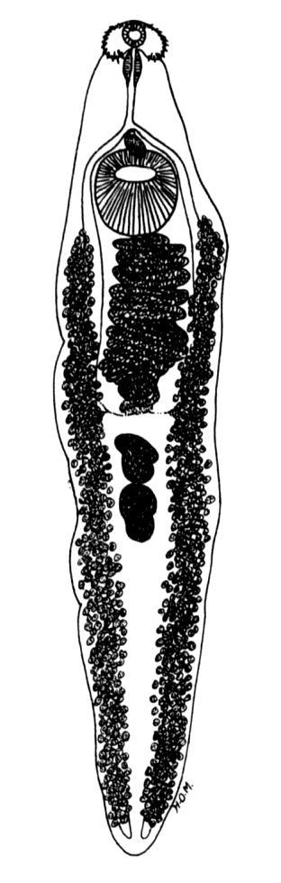 HELMINTOLOGIA CLASSE TREMATODA SUBCLASSE DIGENEA ORDEM DISTOMATA Familia ECHINOSTOMATIDAE Echinostoma revolutum Ascocotyle longa (Phagicola) Morfologia HD HI