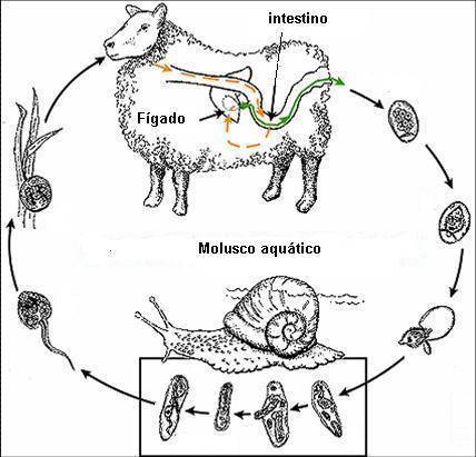 metacercárias 4 a 6 sem 8 semanas Jovens e adultos