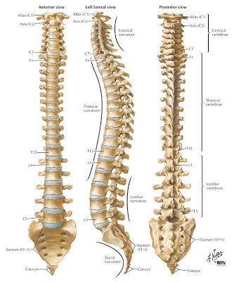 16 entre os corpos vertebrais estão os discos, que têm as funções de amortecimento de pressões e sustentação (BRACCIALLI; VILARTA, 2008). De acordo com Dangelo et al.