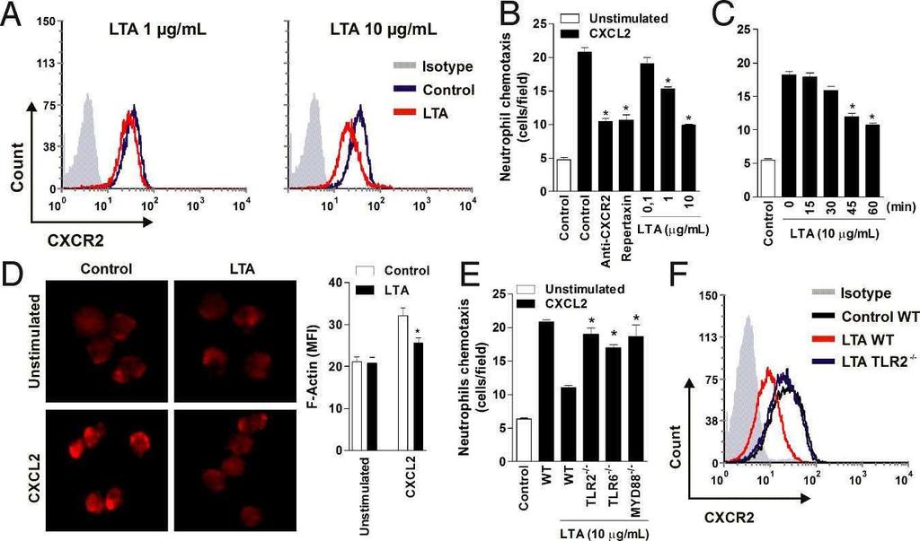 Fig. 4. Direct activation of TLR2 impairs chemotaxis in neutrophils.
