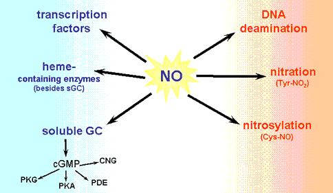 35 ativando a síntese de monofosfato de guanosina cíclico (cyclic guanosine monophosphate, cgmp) a partir do trifosfato de guanosina (guanosine triphosphate, GTP).