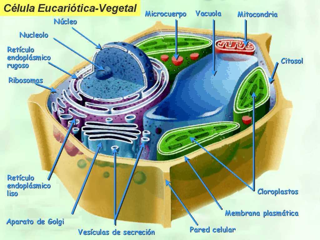 A clorofila