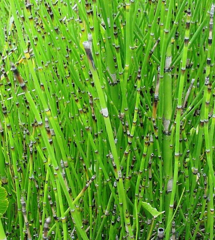 Sphenophytas -Único gênero Equisetum cavalinhas; Esporófito